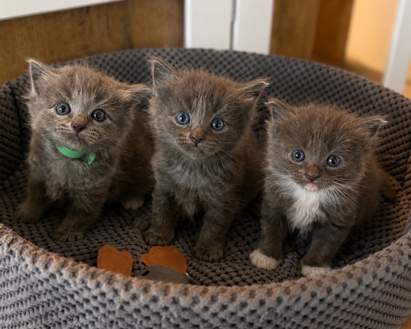 Aanhankelijke Nebelung x Ragdoll kittens katertjes, Meerdere dieren, Gechipt, 0 tot 2 jaar
