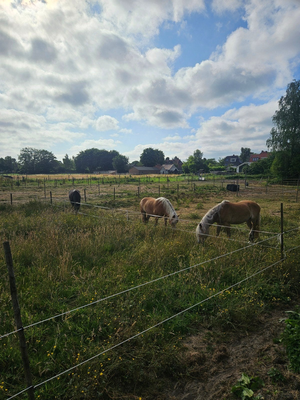 Stalling in Soest voor ruin 24/7 buiten, Weidegang, 2 of 3 paarden of pony's