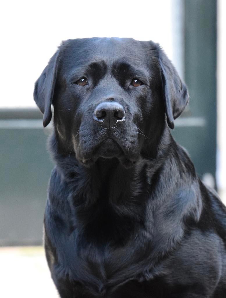 Labrador dekreu - zwart/bruin, Parvo, Reu, 1 tot 2 jaar, Eén hond