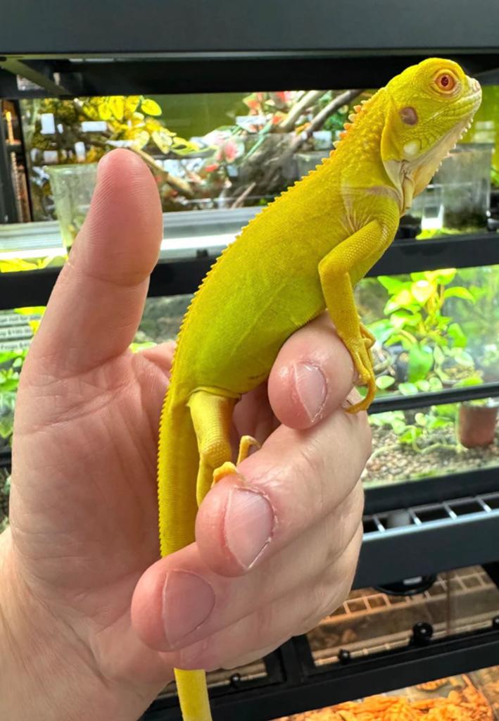 Gezocht.    Albino / snow. leguaan.  Iguana. 2025/2026, Hagedis, Tam, 0 tot 2 jaar