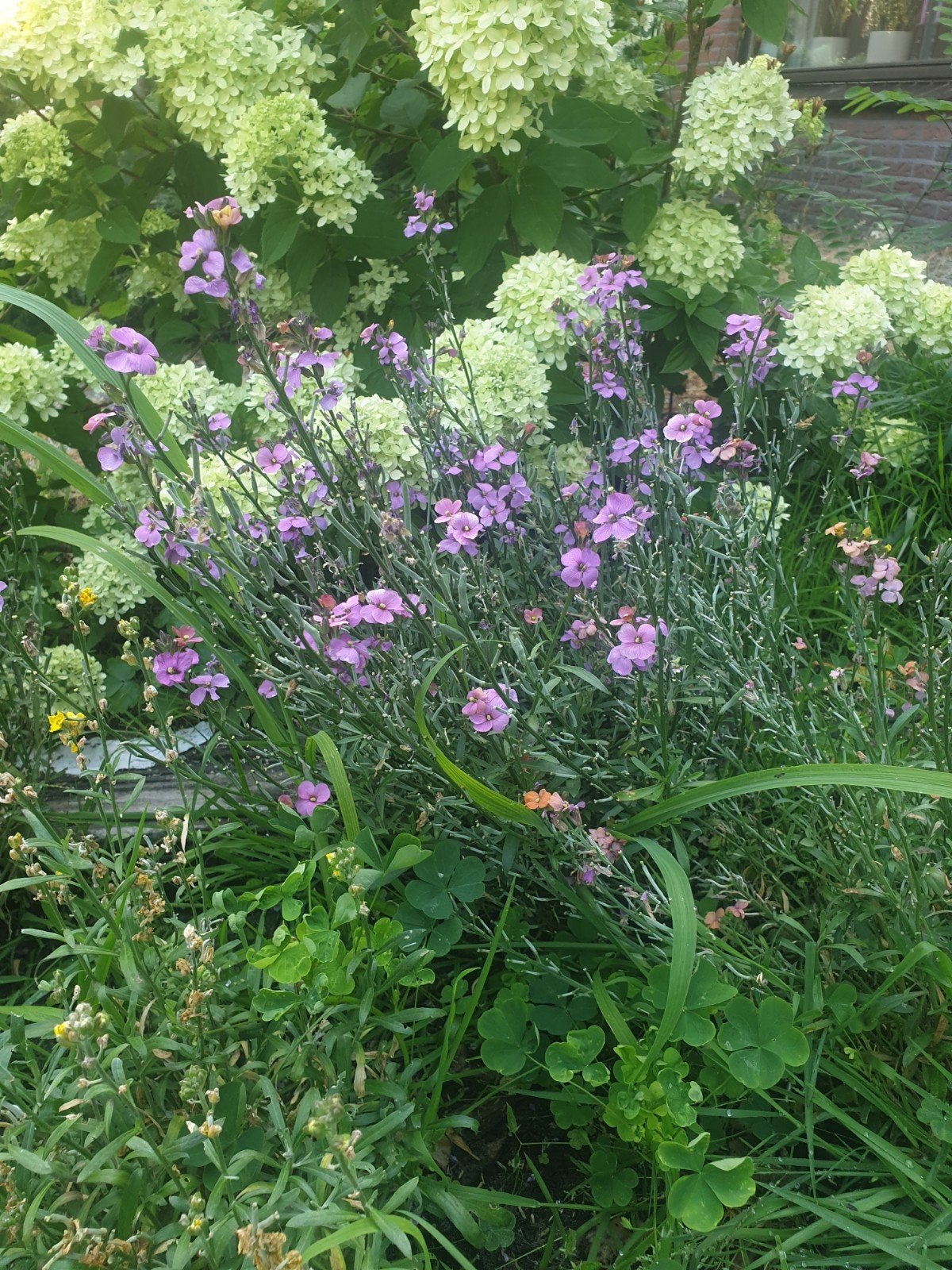 Muurleeuwenbek (Erysimum) - Prachtige Vaste plant, Tuin en Terras, Ophalen, Vaste plant, Overige soorten, Halfschaduw