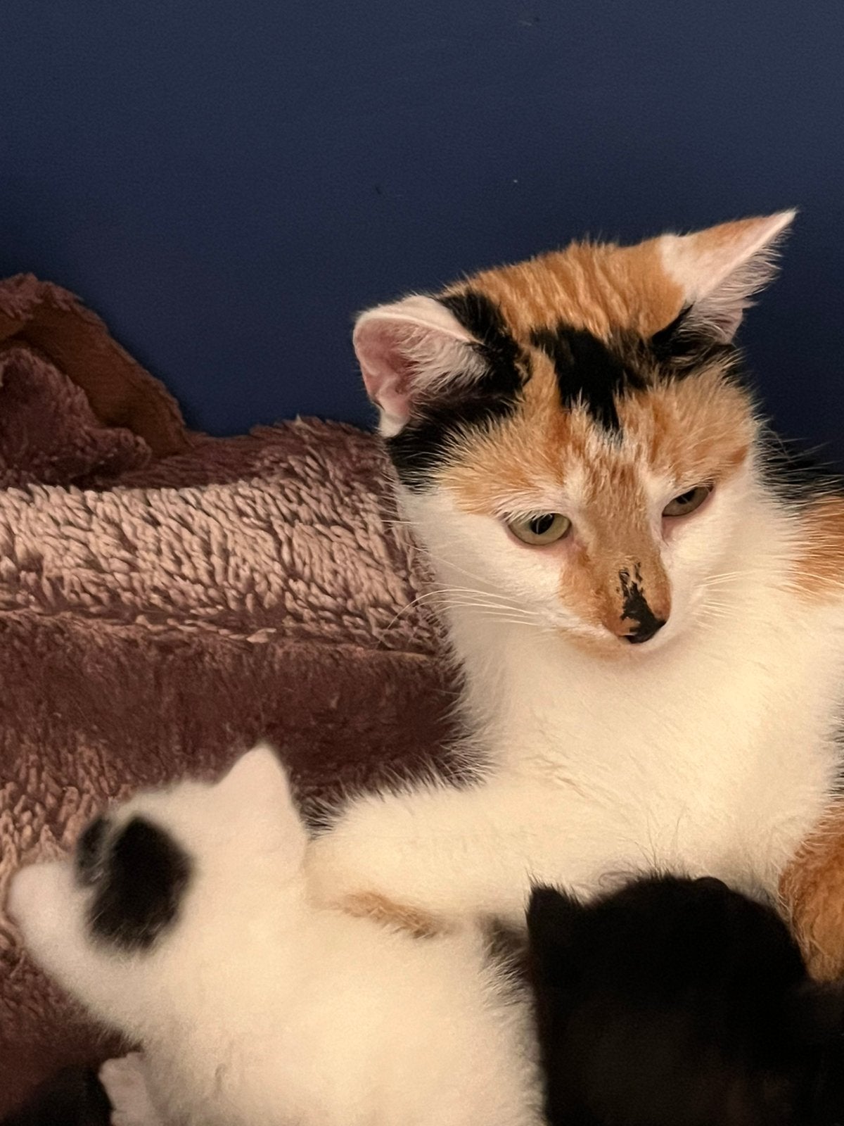 Prachtige kittens 3 weken oud (24-8-26), Meerdere dieren, Ontwormd