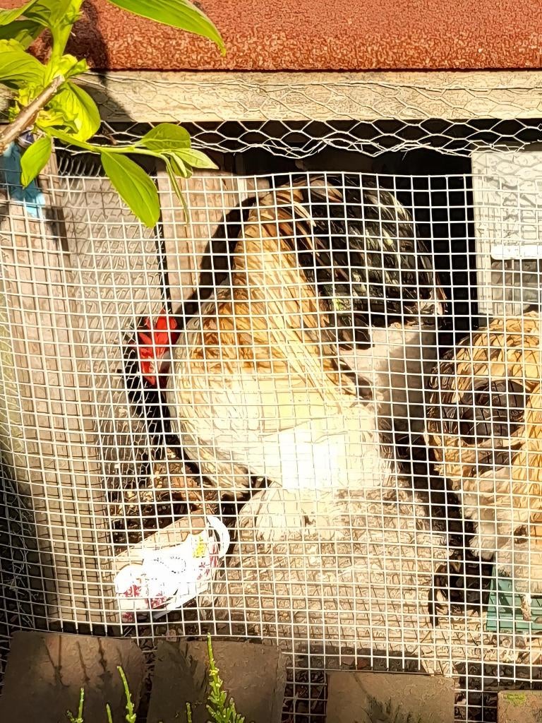 GRATIS Cochin kriel haan kleur 'geel', Dieren en Toebehoren, Pluimvee, Mannelijk, Kip