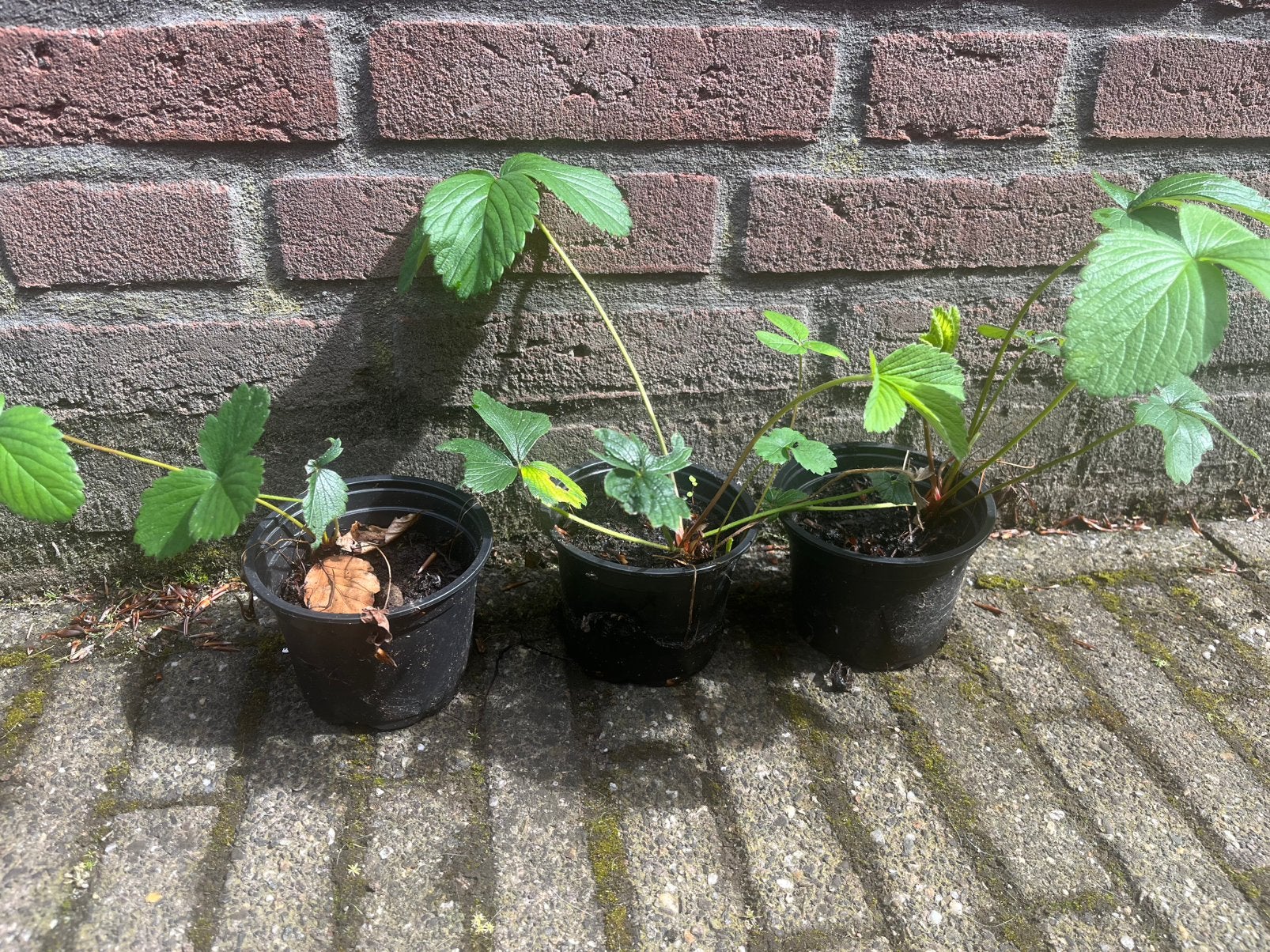 Fruitplantjes, Tuin en Terras, Planten | Tuinplanten, Ophalen, Volle zon, Vaste plant, Fruitplanten