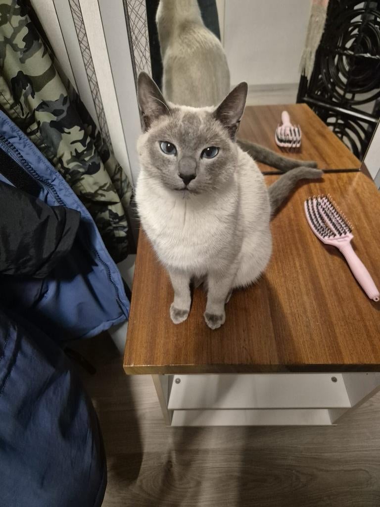 (beloning) Vermist: blue point kater Lio, Kater, Met stamboom, 0 tot 2 jaar
