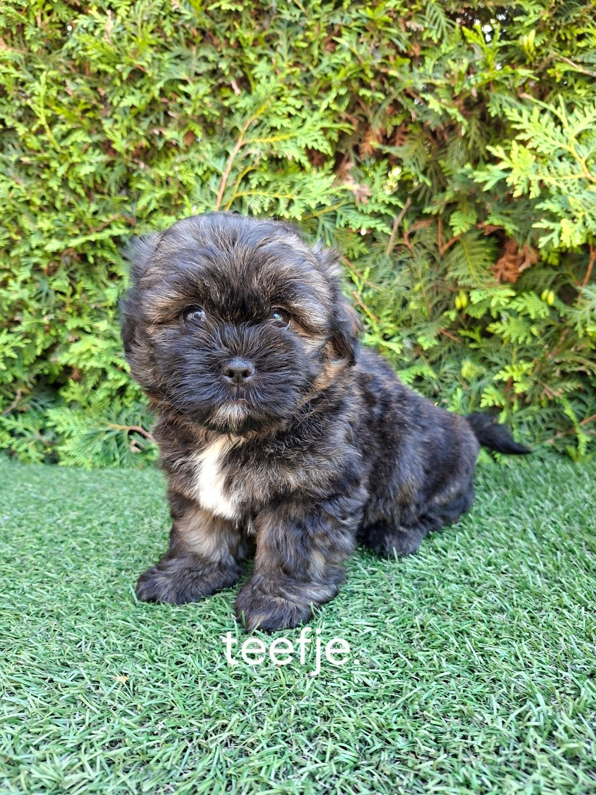 Zeer mooie speelse Boomer pups., Parvo, 8 tot 15 weken, Meerdere, Meerdere dieren