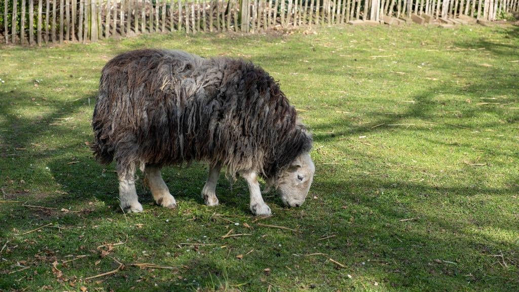 Schapenwol / -vachten  Herdwicks, Ophalen of Verzenden, Nieuw, Overige typen