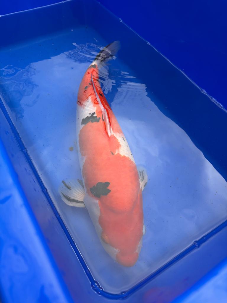 Sanke van Marudo!!, Karper of Koi