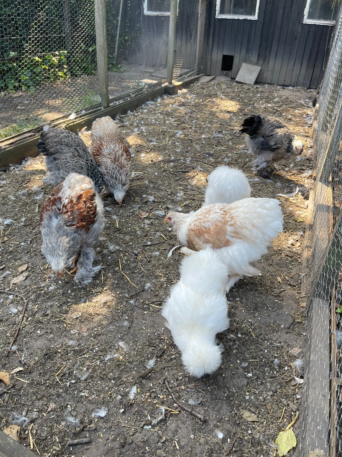 Brahma’s en zijdehoen., Dieren en Toebehoren, Pluimvee, Meerdere dieren, Kip