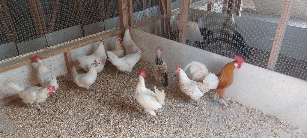 Kippen, Meerdere dieren, Kip