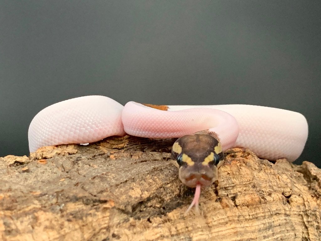 1.0 GHI yellow belly piebald python regius Ball Python photo 3