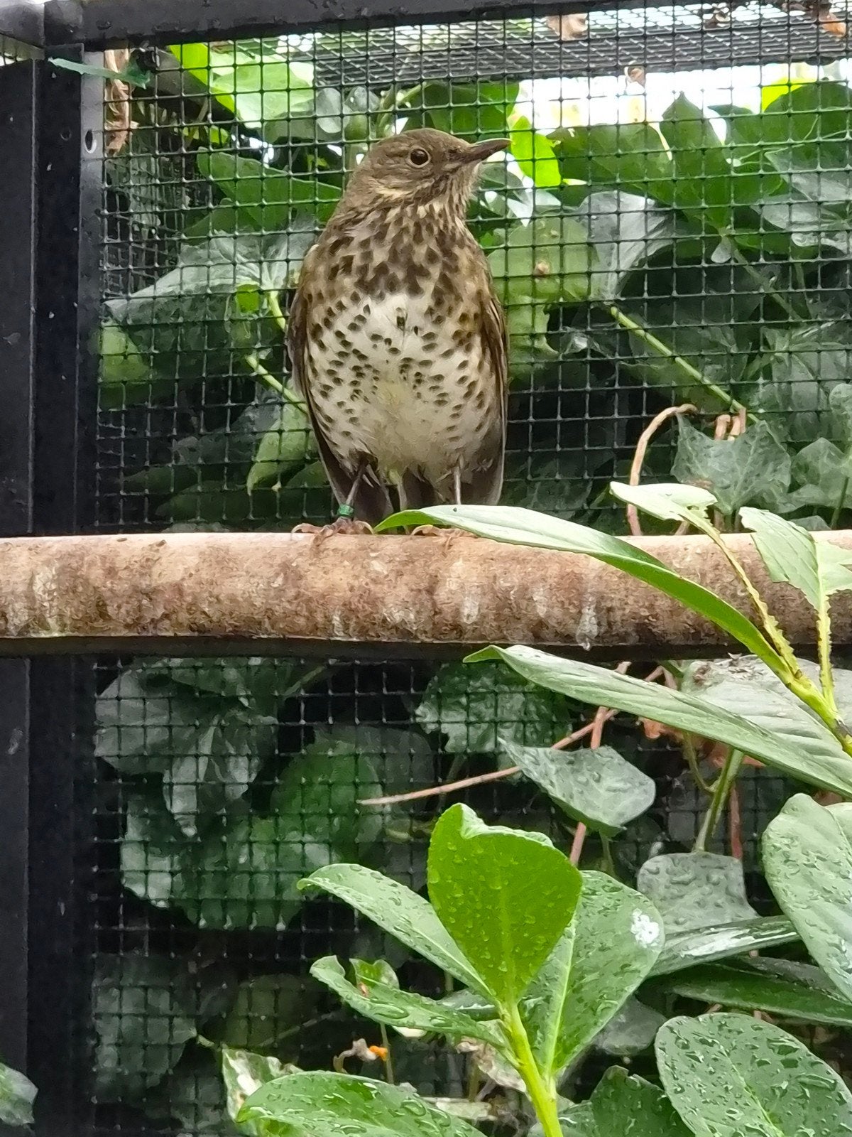 Japanse lijster, Dieren en Toebehoren