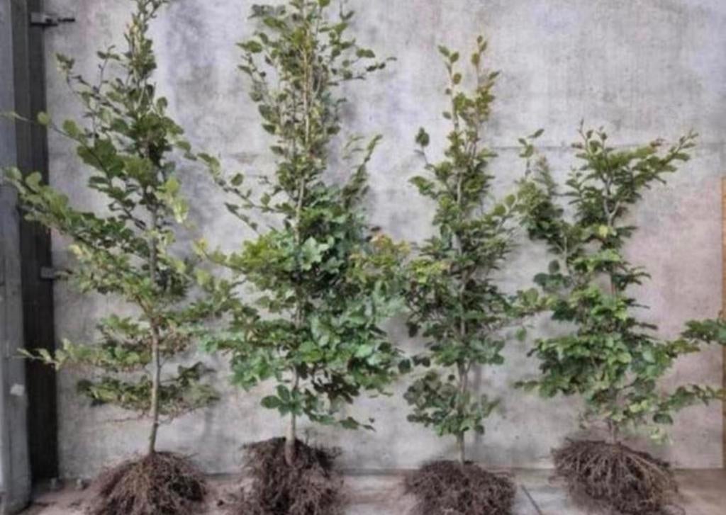 ‼️AKTIE‼️ Beukenhaag & Haagbeuk, Tuin en Terras, Ophalen of Verzenden, Beukenhaag, 100 tot 250 cm