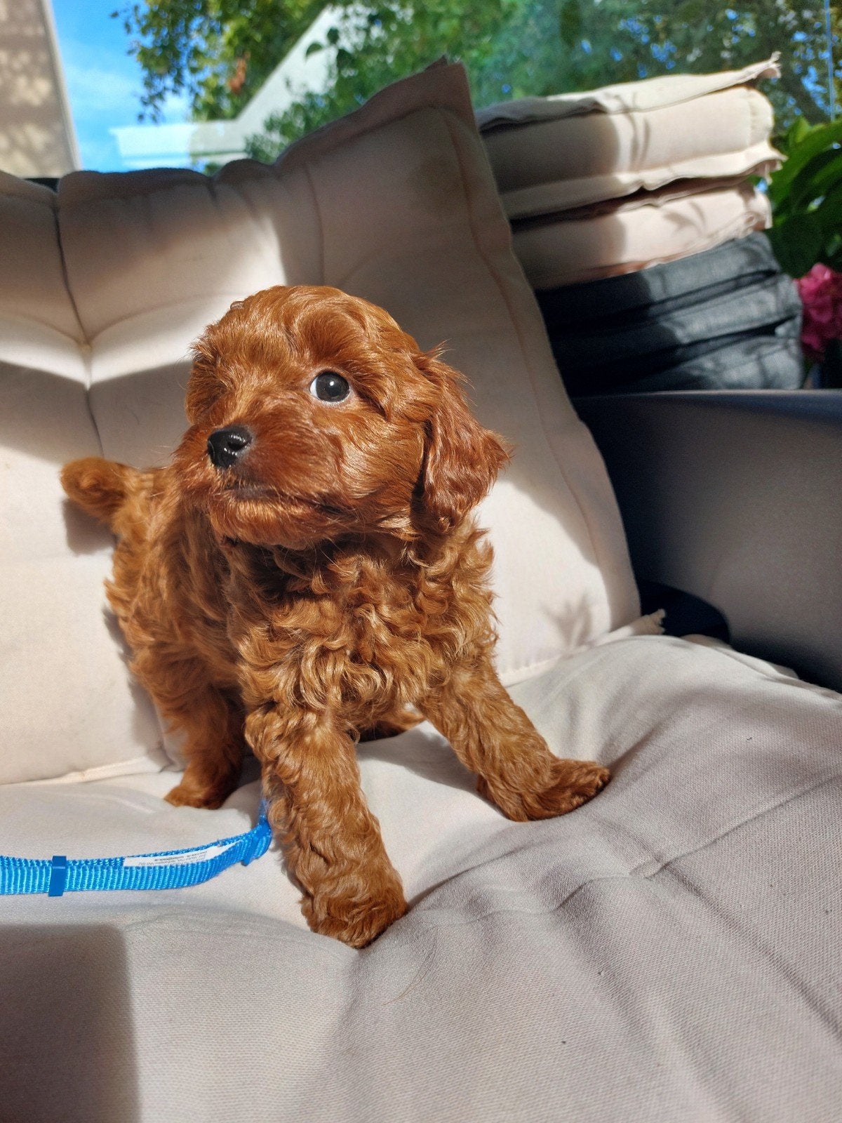 pups te koop, Overige rassen, 8 tot 15 weken, CDV (hondenziekte), Meerdere