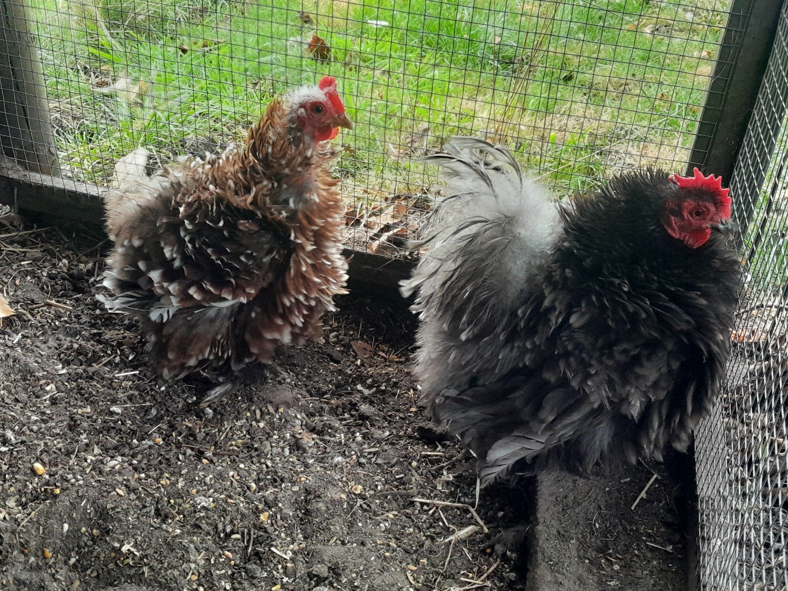 cochin kriel kipjes krulveer en buff columbia gladveer, Dieren en Toebehoren, Pluimvee, Vrouwelijk, Kip