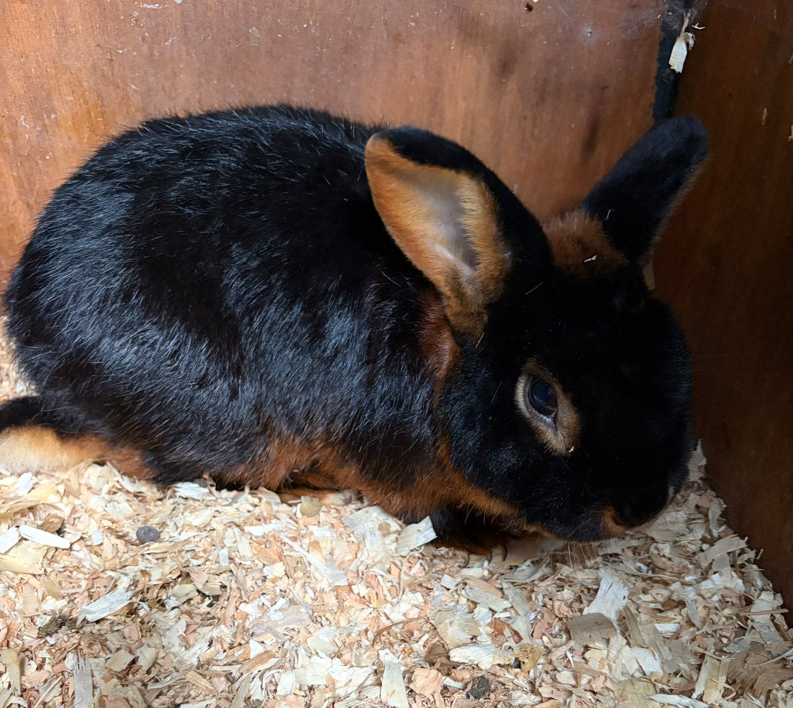 Black and tan ram, Dieren en Toebehoren, Konijnen, Mannelijk, Klein, 3 tot 5 jaar
