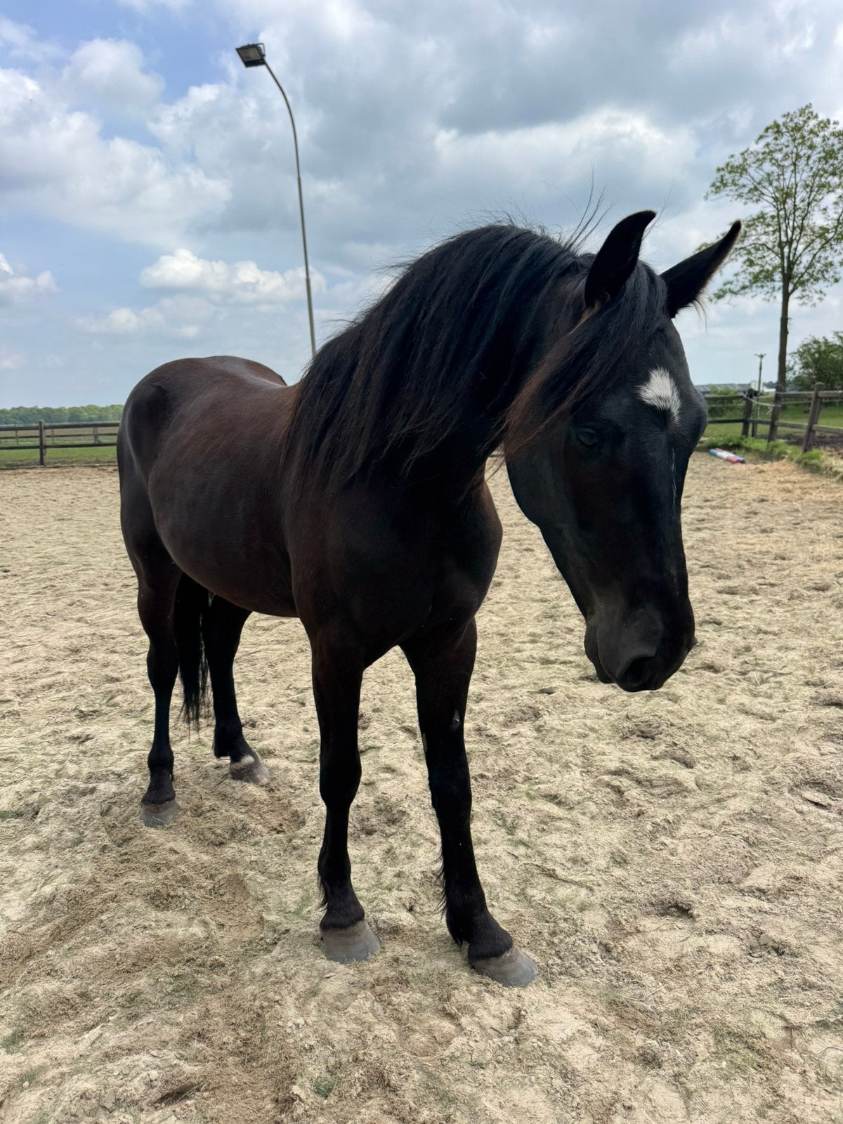 Veelbelovend & brave 3 jarige ruin, Springpaard, Minder dan 160 cm, Met stamboom, Ruin