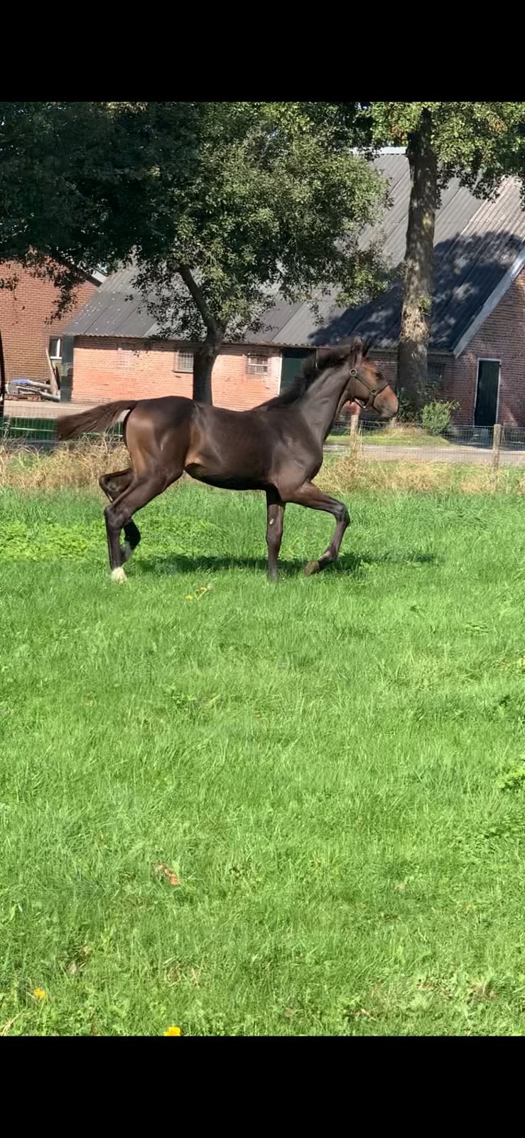 Merrieveulen Comthago vdlX Kordon vdl, Dieren en Toebehoren, Merrie, Springpaard, Met stamboom, 0 tot 2 jaar