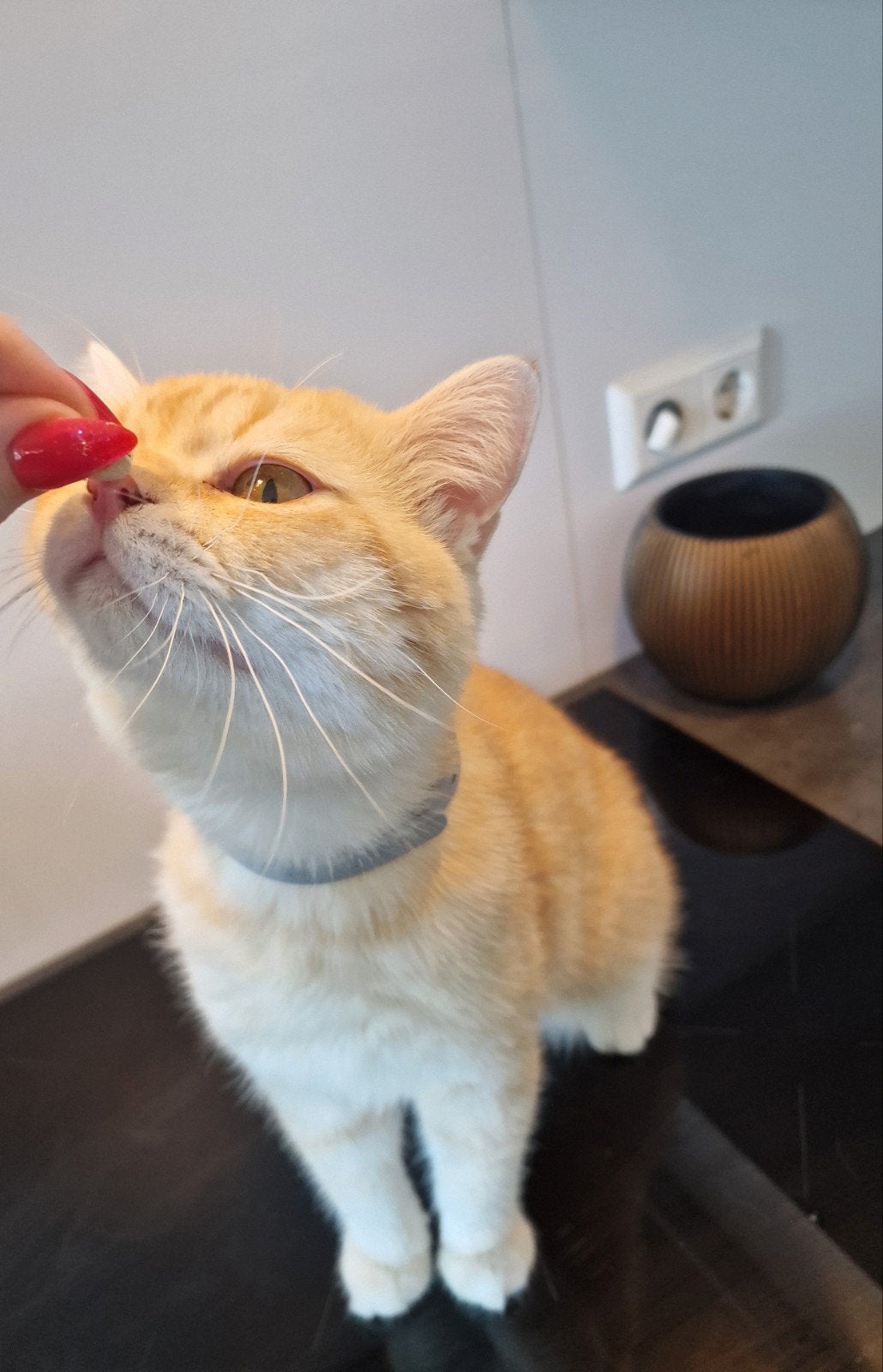 Britse Korthaar | Dekkater | 🐈 | Dekkingsgarantie, Dieren en Toebehoren, 0 tot 2 jaar
