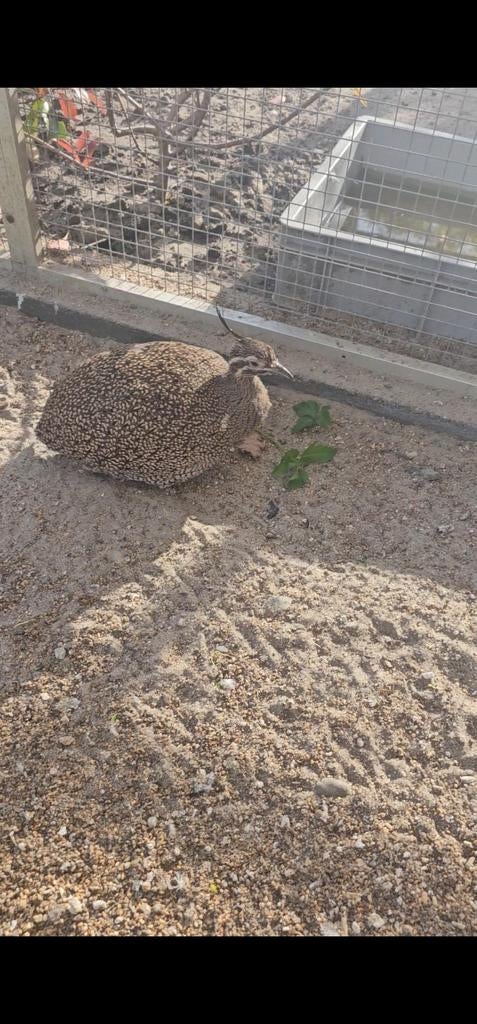 Gezocht koppel kuiftinamoe's, Dieren en Toebehoren, Pluimvee, Meerdere dieren, Eend