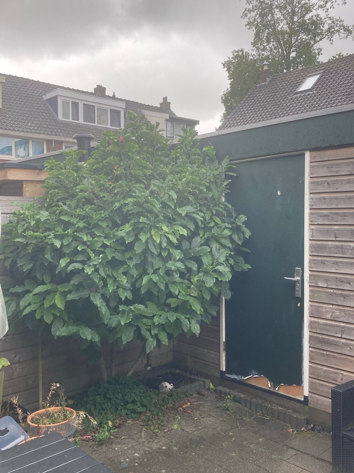 Prachtige Magnolia Struik - Bloeiende blikvanger, Ophalen, Overige soorten, Struik, 100 tot 250 cm