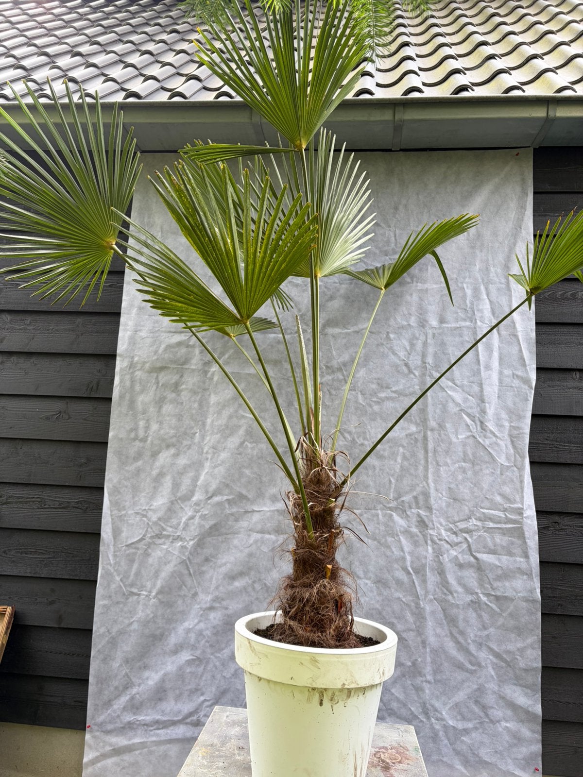 Trachycarpus Wagnerianus winterharde palmboom, Tuin en Terras, Planten | Bomen, Lente, 100 tot 250 cm, Palmboom, Ophalen