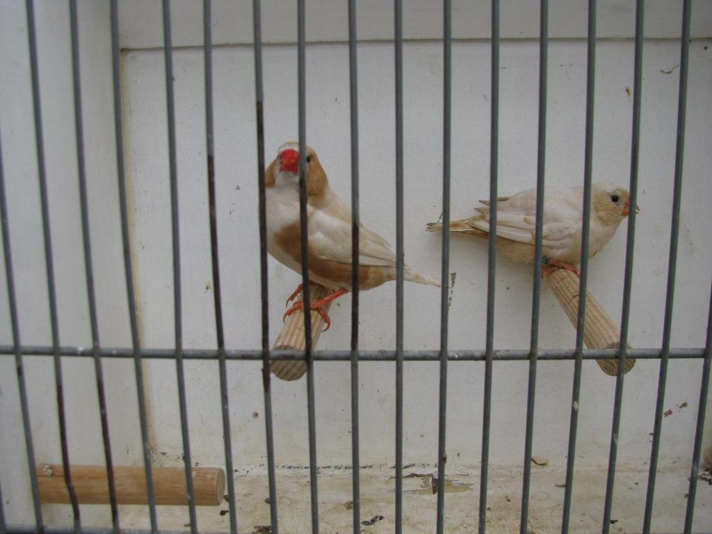 koppel  isabel pastel zebravinken, Dieren en Toebehoren, Vogels | Overige Vogels, Meerdere dieren