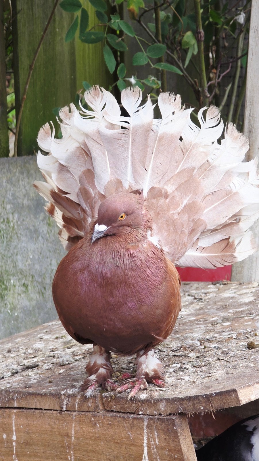 Indian Bouwstart, Dieren en Toebehoren, Vogels | Duiven
