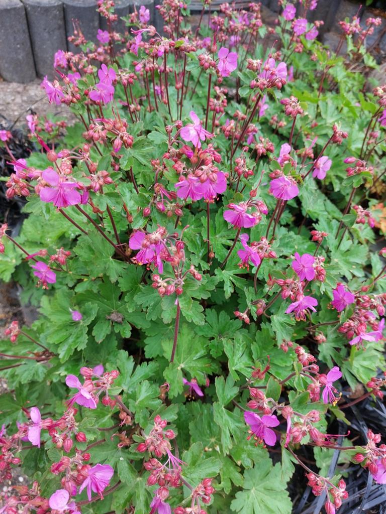 Geranium, Tuin en Terras, Ophalen, Overige soorten, Volle zon