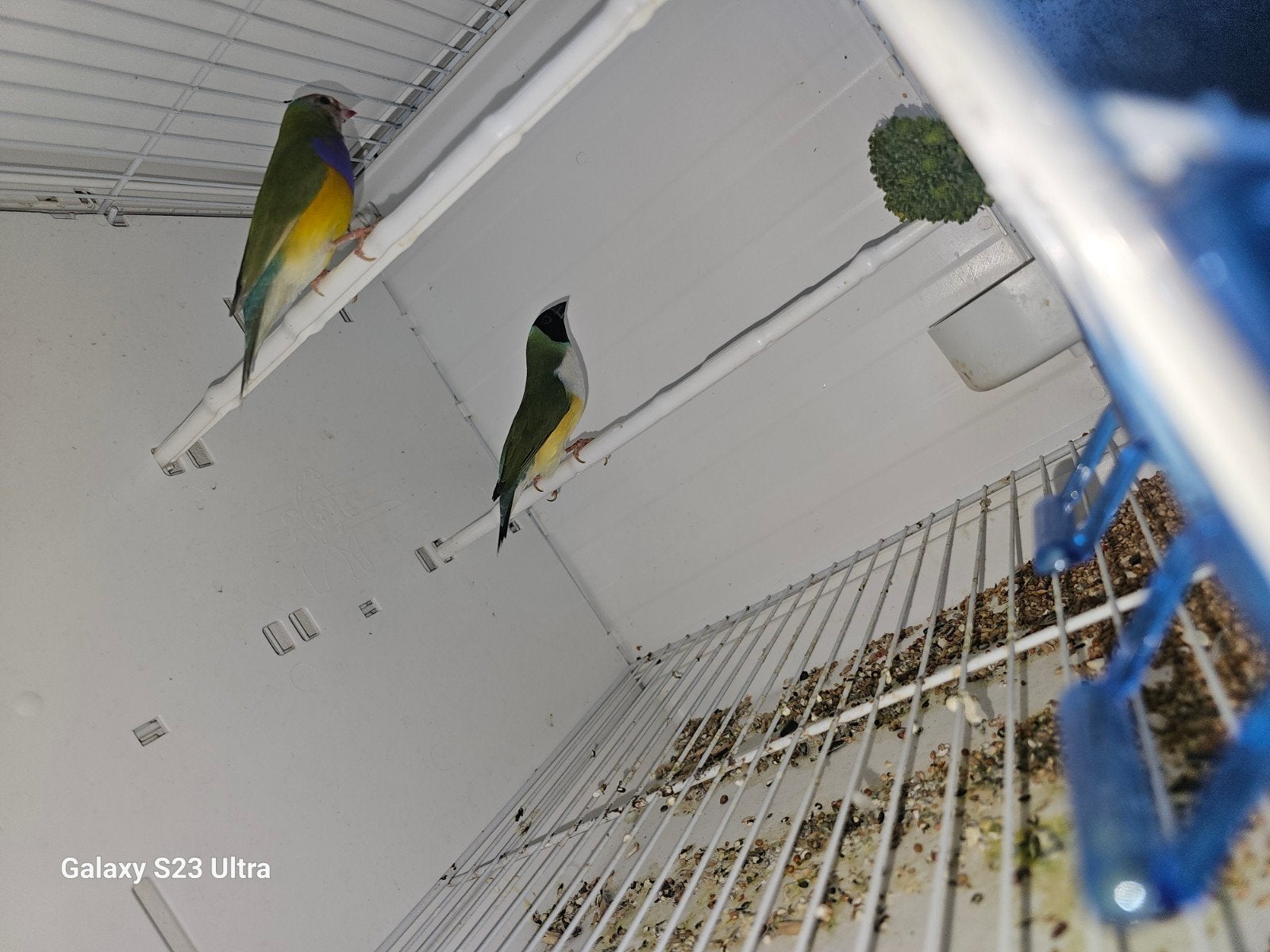 Koppel gouldamadine, Dieren en Toebehoren, Vogels | Overige Vogels, Meerdere dieren