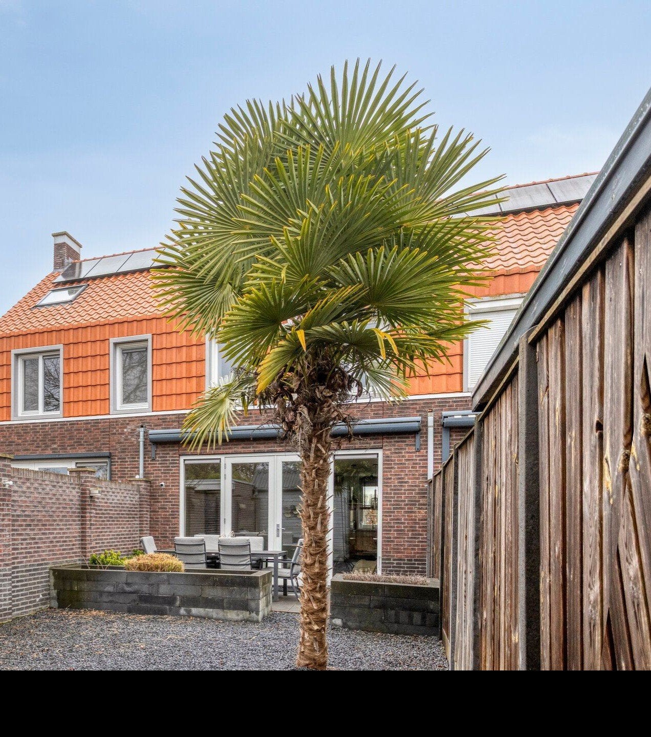 Palmboom 5m hoog, Tuin en Terras, Zomer, Palmboom, 400 cm of meer, Ophalen