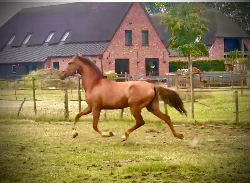 Meerdere PRE Andalusier s wegens inkrimping, Met stamboom, Dressuurpaard, 0 tot 2 jaar, Onbeleerd
