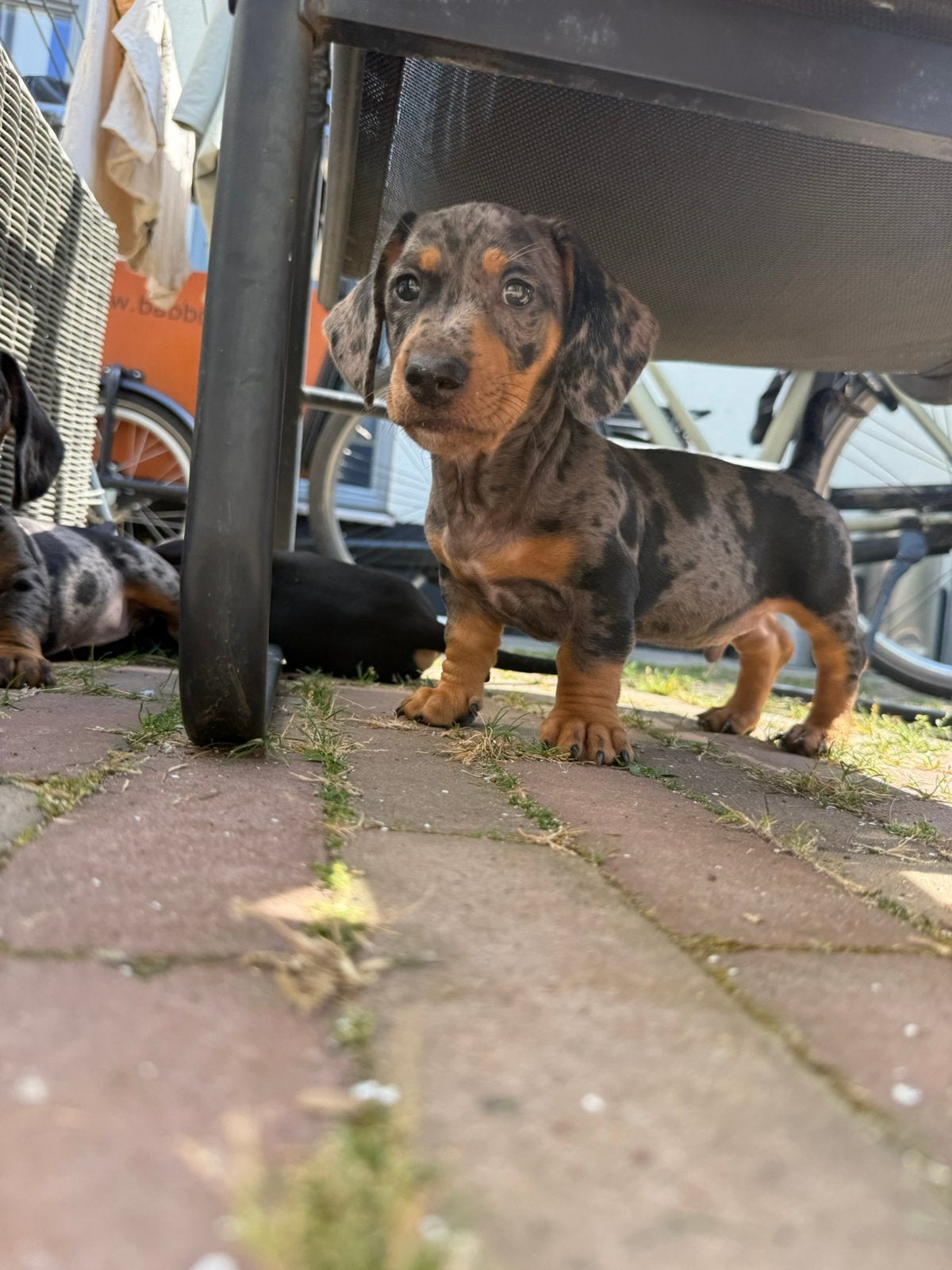 2 teckel pups reutjes mogen het nest verlaten, Standaard, Reu, 8 tot 15 weken, Korthaar