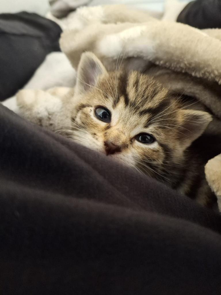 Lieve cypers en zwart/wit kittens, Meerdere dieren, Kortharig, 0 tot 2 jaar