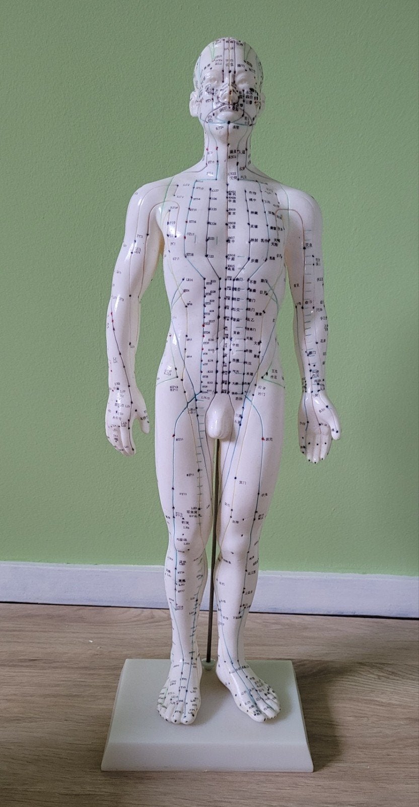 meridiaan pop, acupunctuurmodel man 50 cm, Ophalen, Overige typen