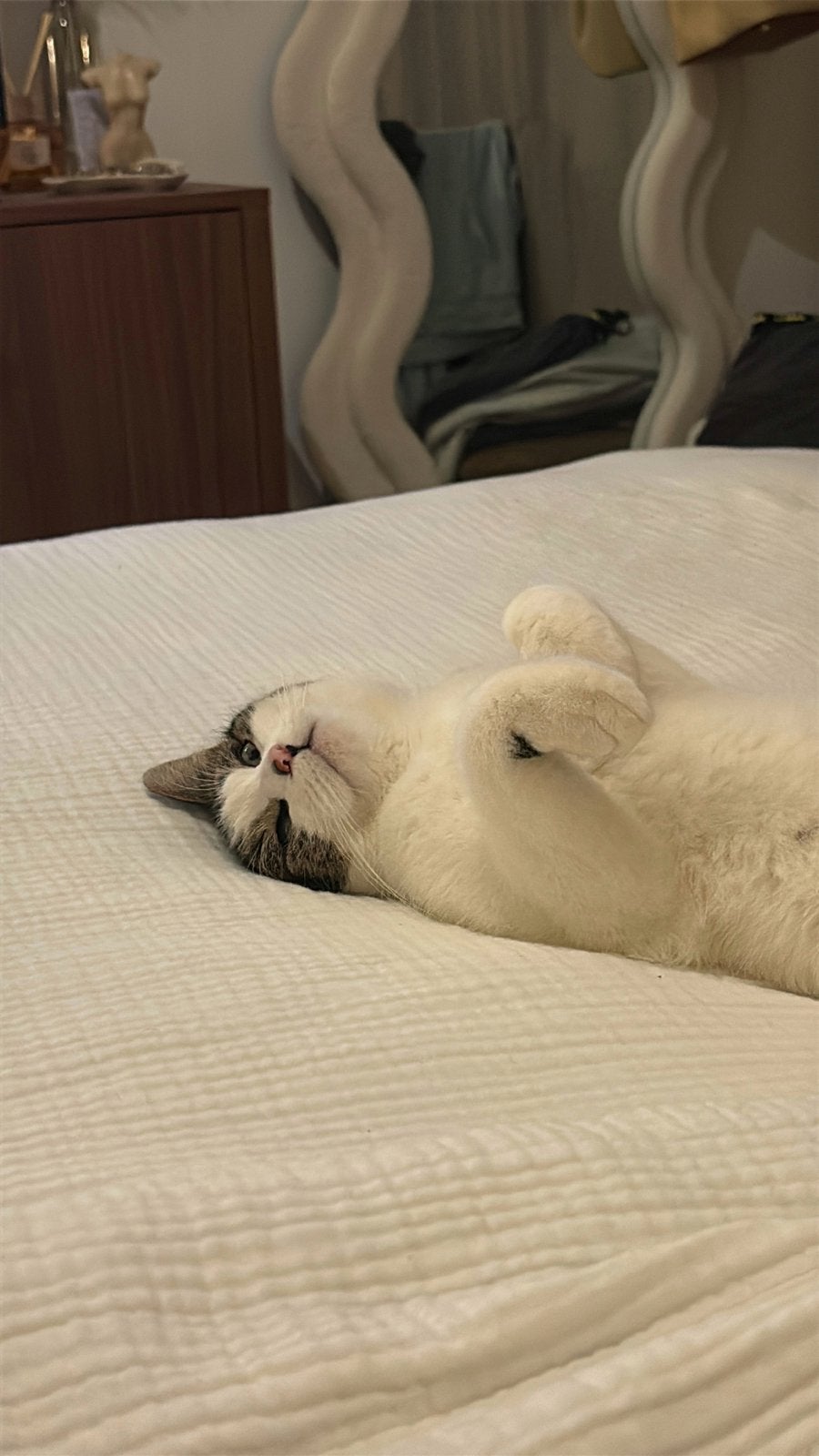 Jonge poes, Poes