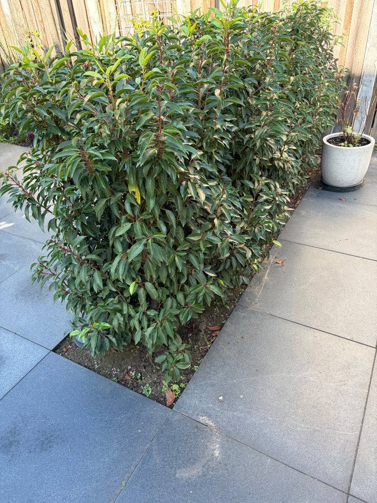 18 st. Portugese Laurier planten, Ophalen, Laurier, Haag, 100 tot 250 cm