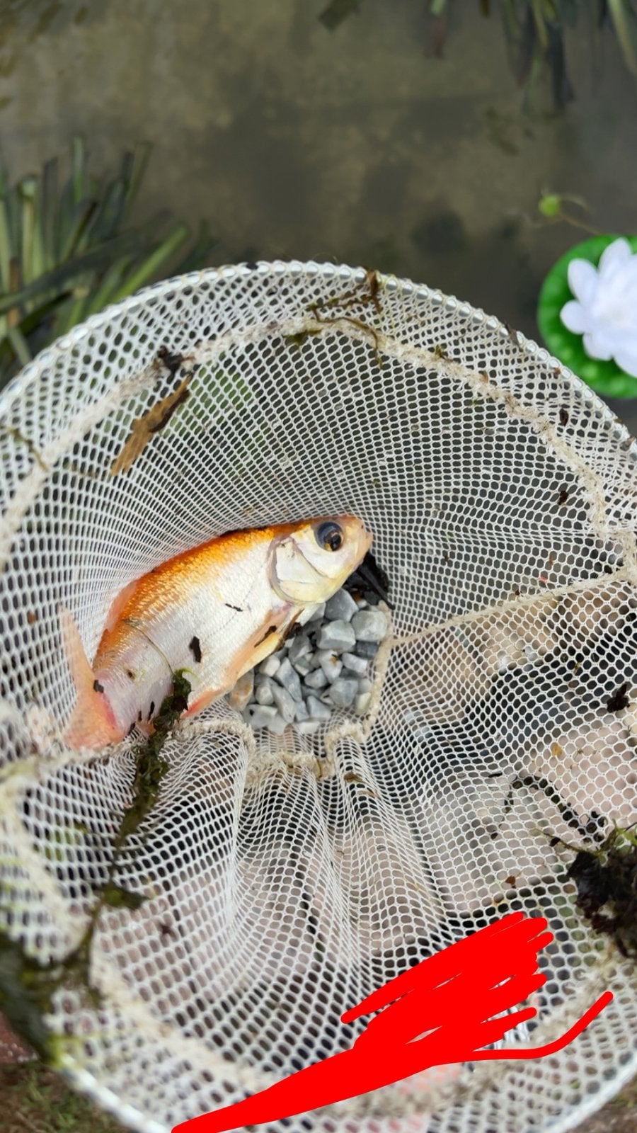 Goudwinde, Dieren en Toebehoren