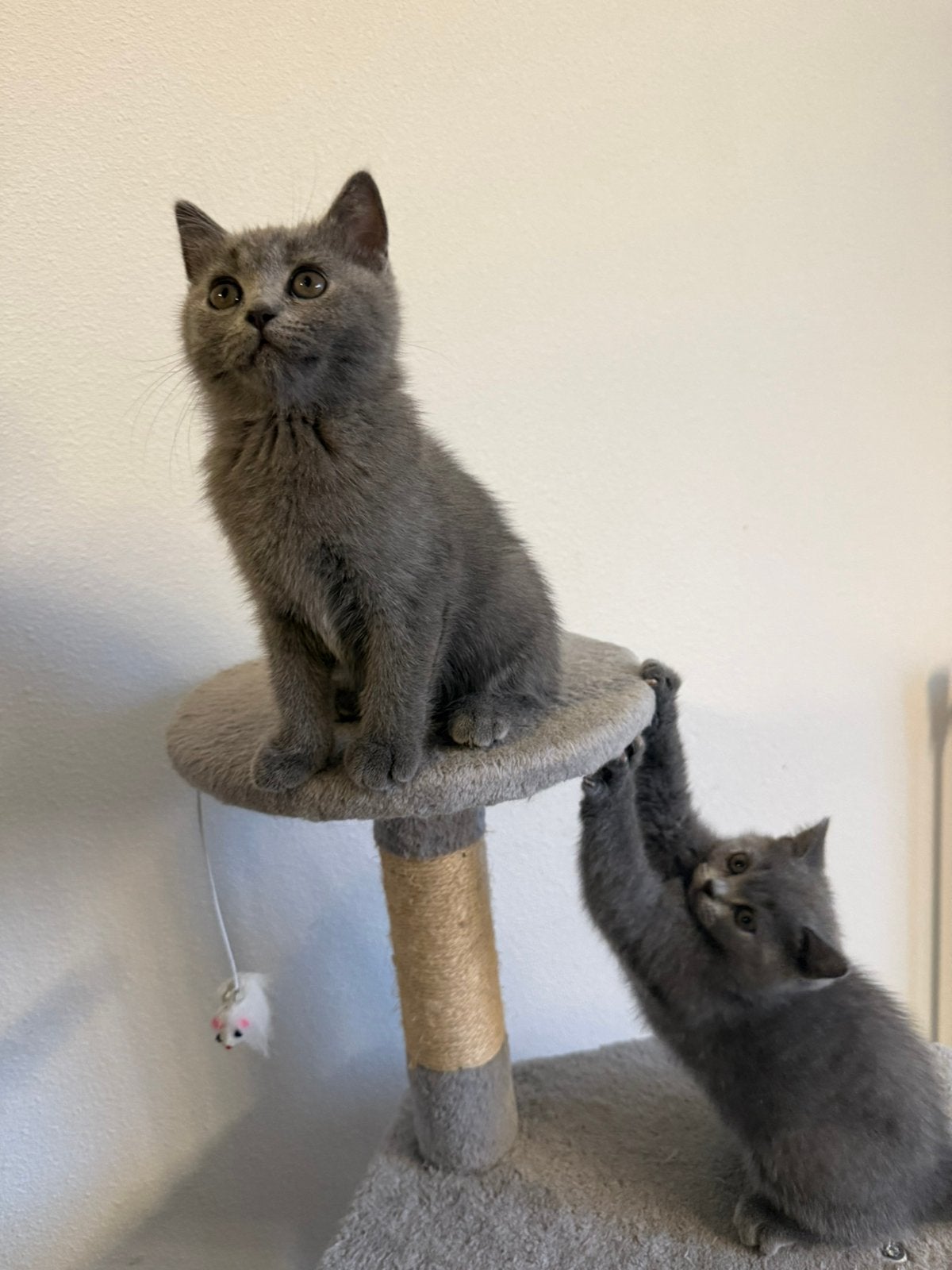 Super mooie britse korthaar kitten, Meerdere dieren, Gechipt