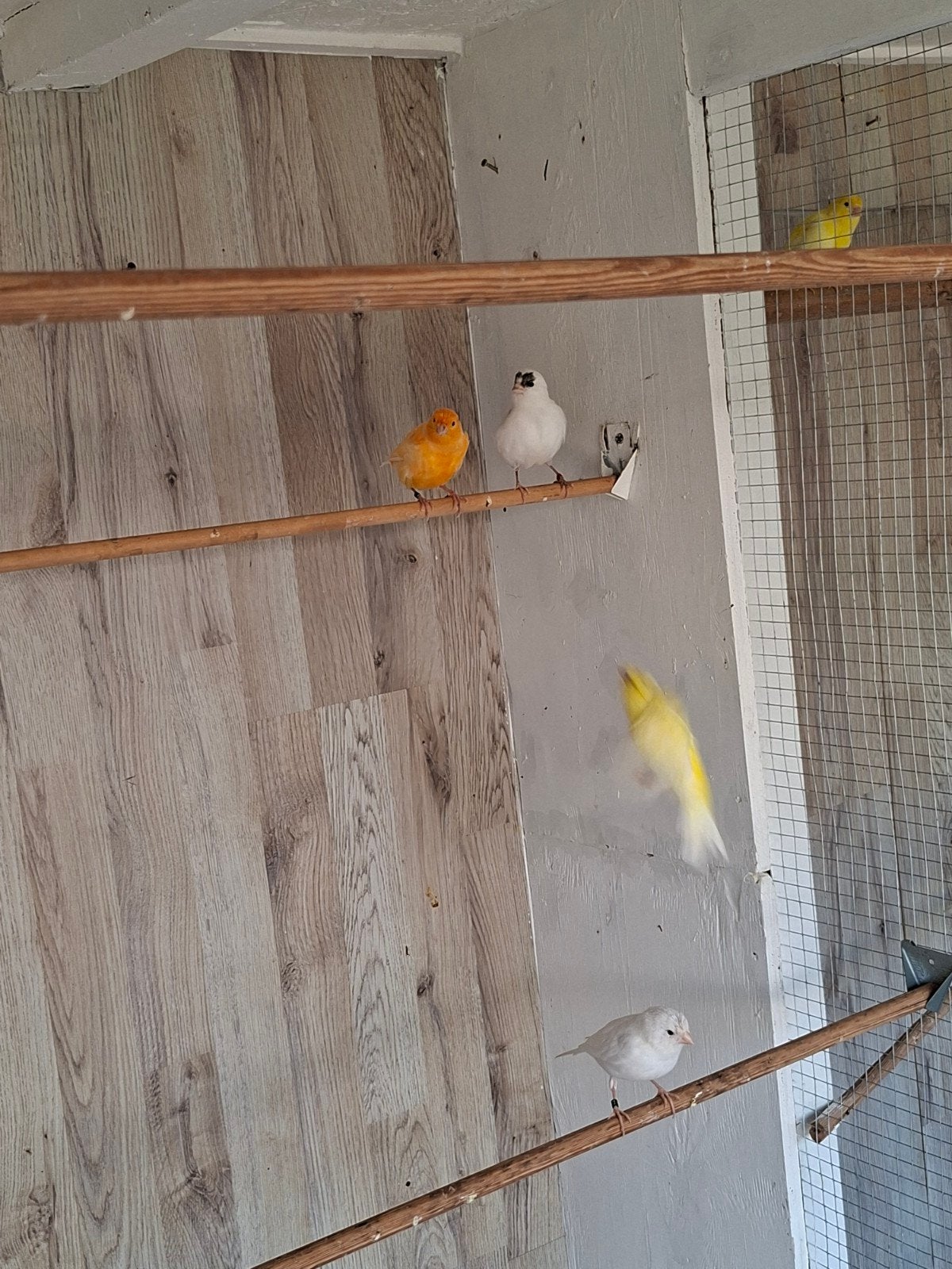 koppels. kanaries, Dieren en Toebehoren, Vogels | Kanaries, Meerdere dieren, Kleurkanarie