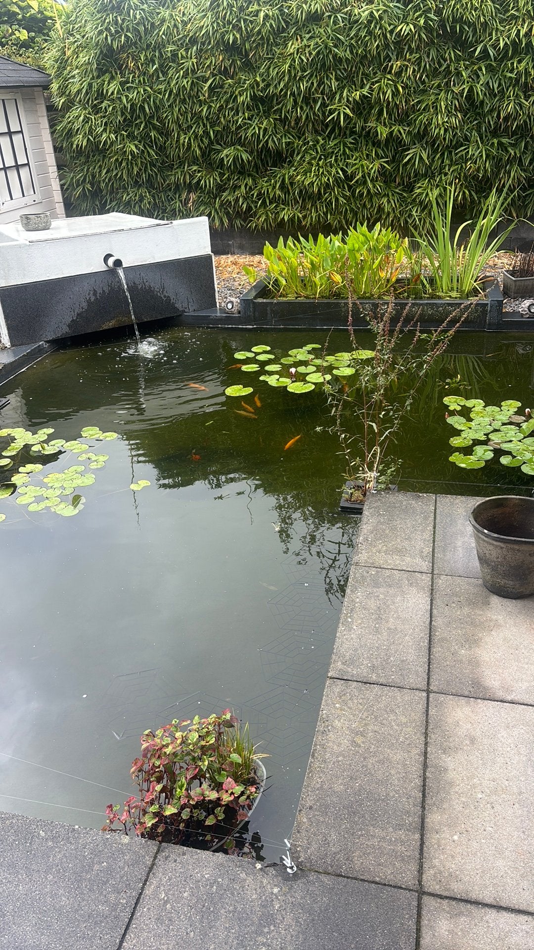 2 graskarpers GRATIS, Dieren en Toebehoren, Vis