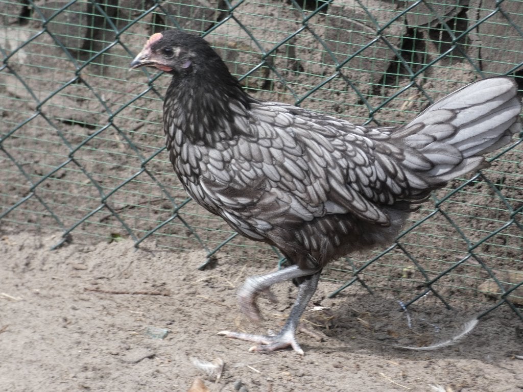 jonge legkippen andalusiers, Meerdere dieren, Kip
