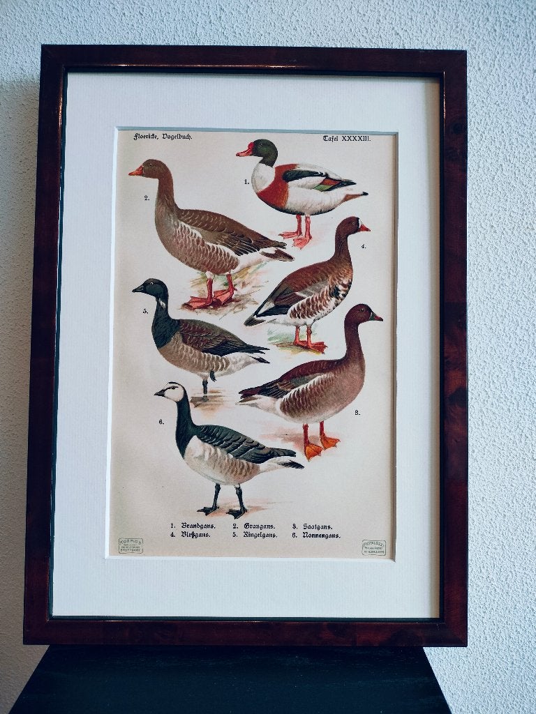 Litho Floericke Brand- Riet- Kol- Rotgans Nonnetje 1922, Antiek en Kunst, Ophalen of Verzenden