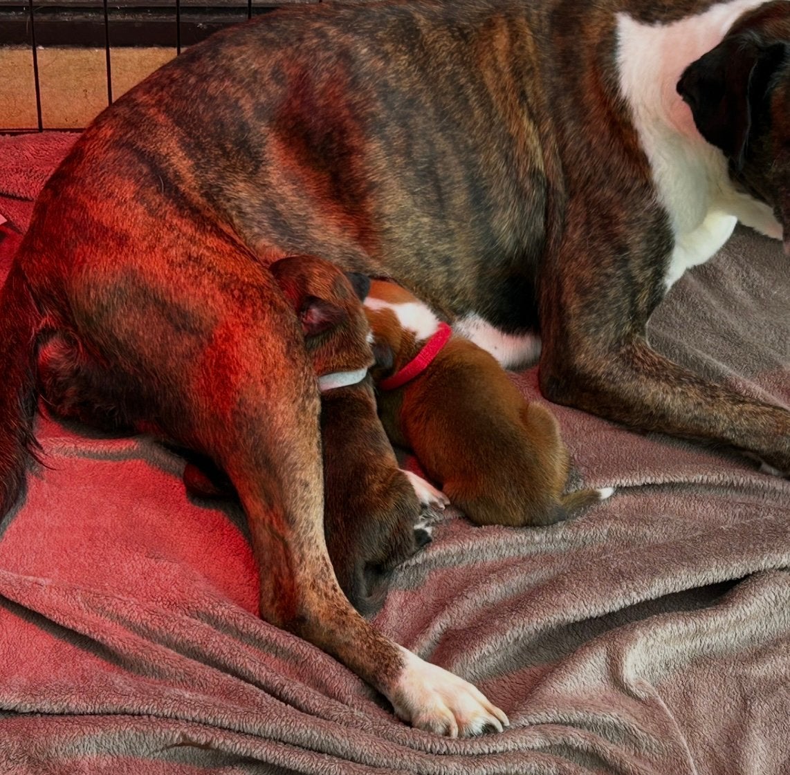 10 unieke  huiselijke  boxer pups  puppys !, Parvo, België, Particulier, 8 tot 15 weken
