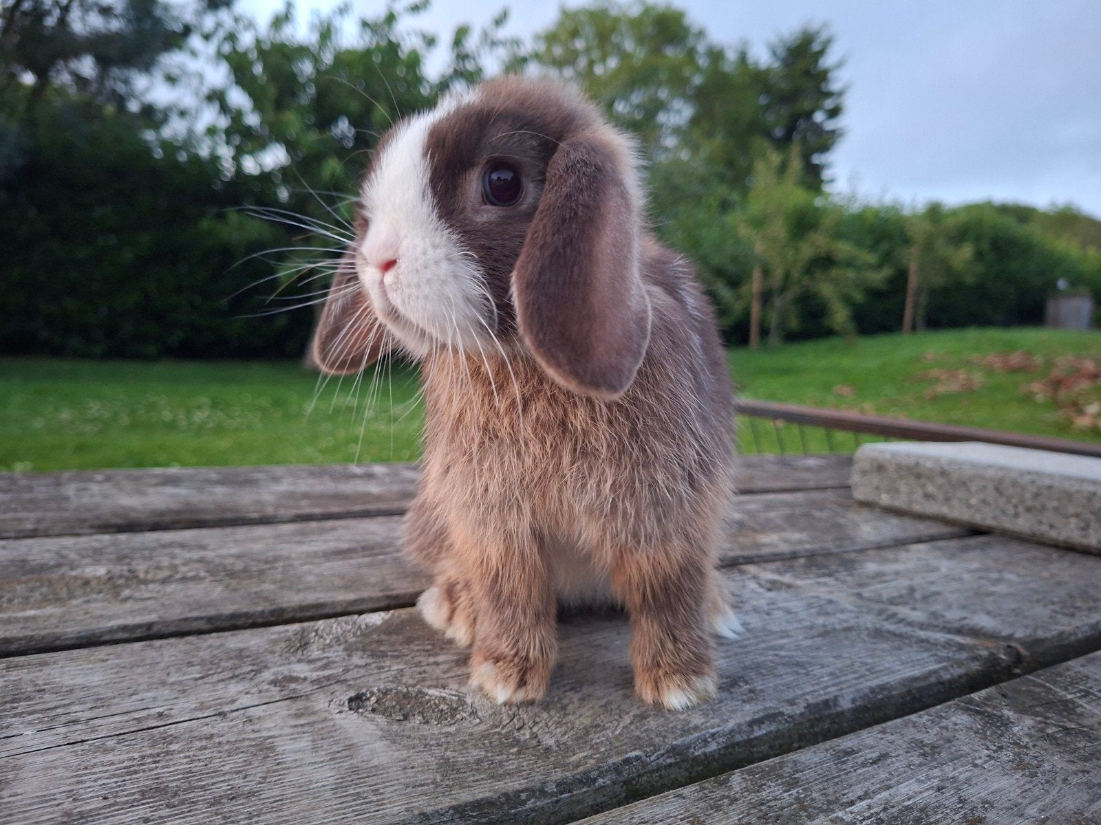 Minilop konijntjes, Dieren en Toebehoren, Meerdere dieren, Dwerg, Hangoor, 0 tot 2 jaar