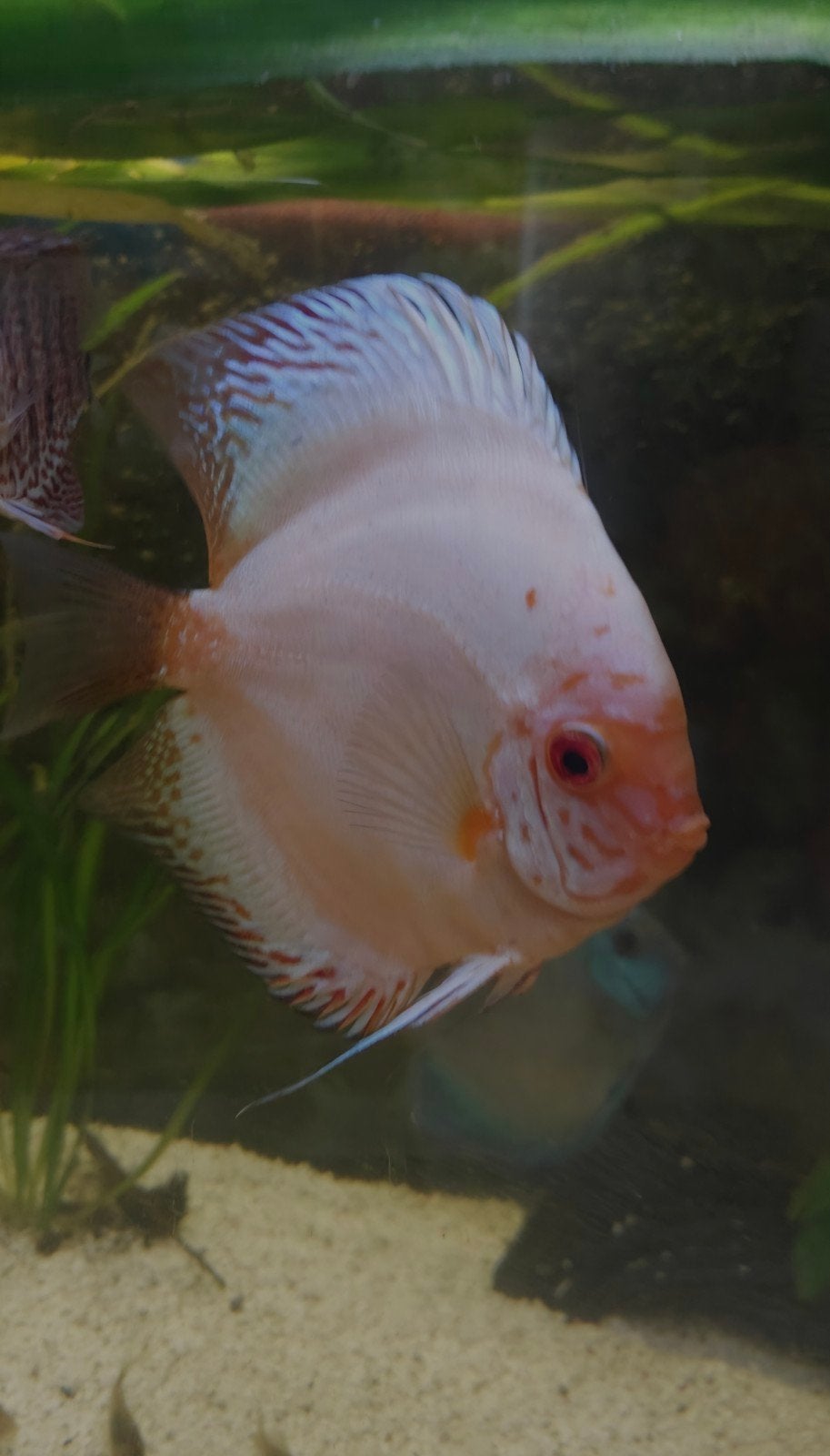 Discus vissen 10 stuks van 18 cm., Dieren en Toebehoren, Vissen | Aquariumvissen, Vis