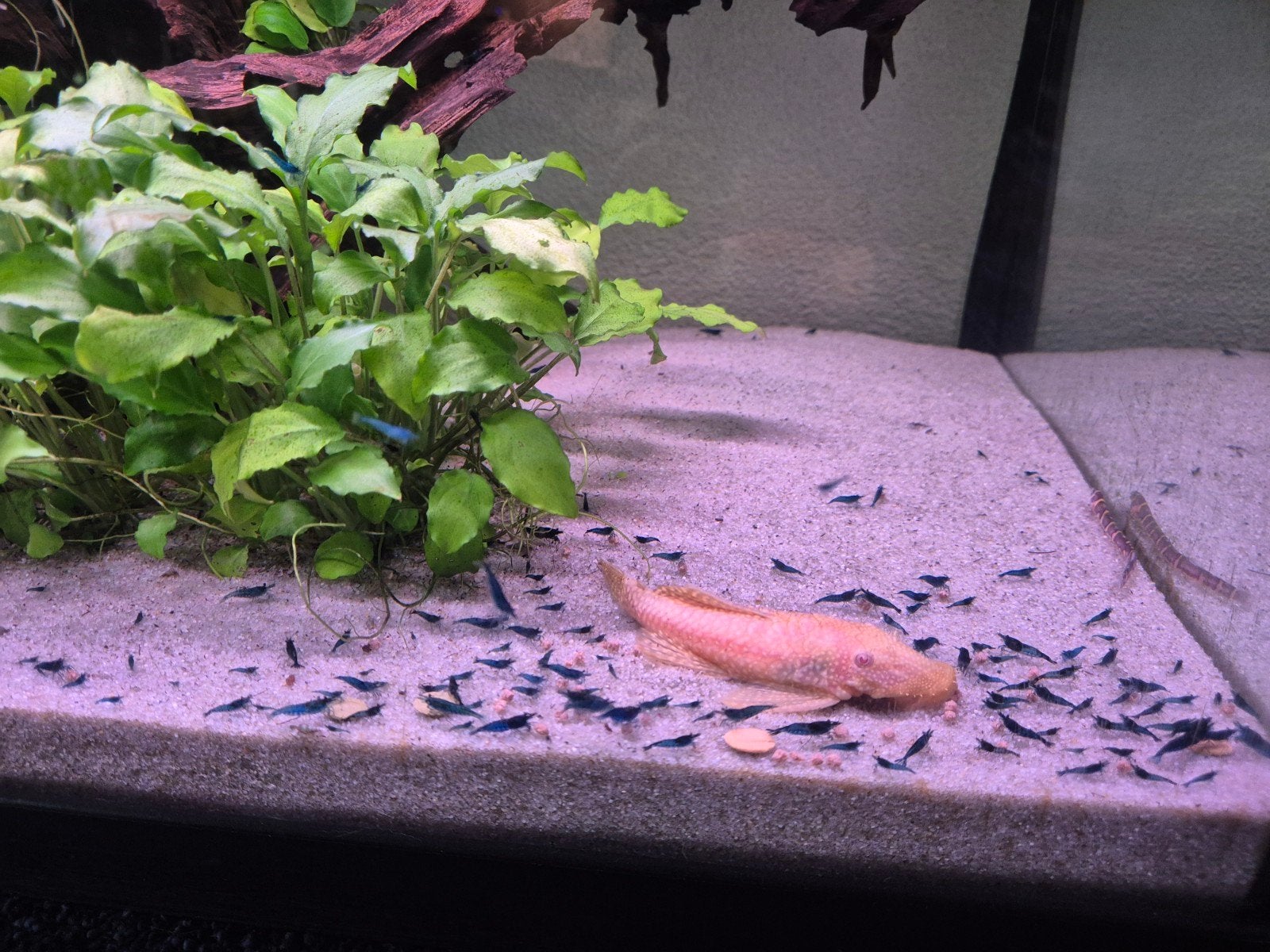 Blauwe garnalen neocardina bleu dream!, Dieren en Toebehoren, Vissen | Aquariumvissen, Kreeft, Krab of Garnaal