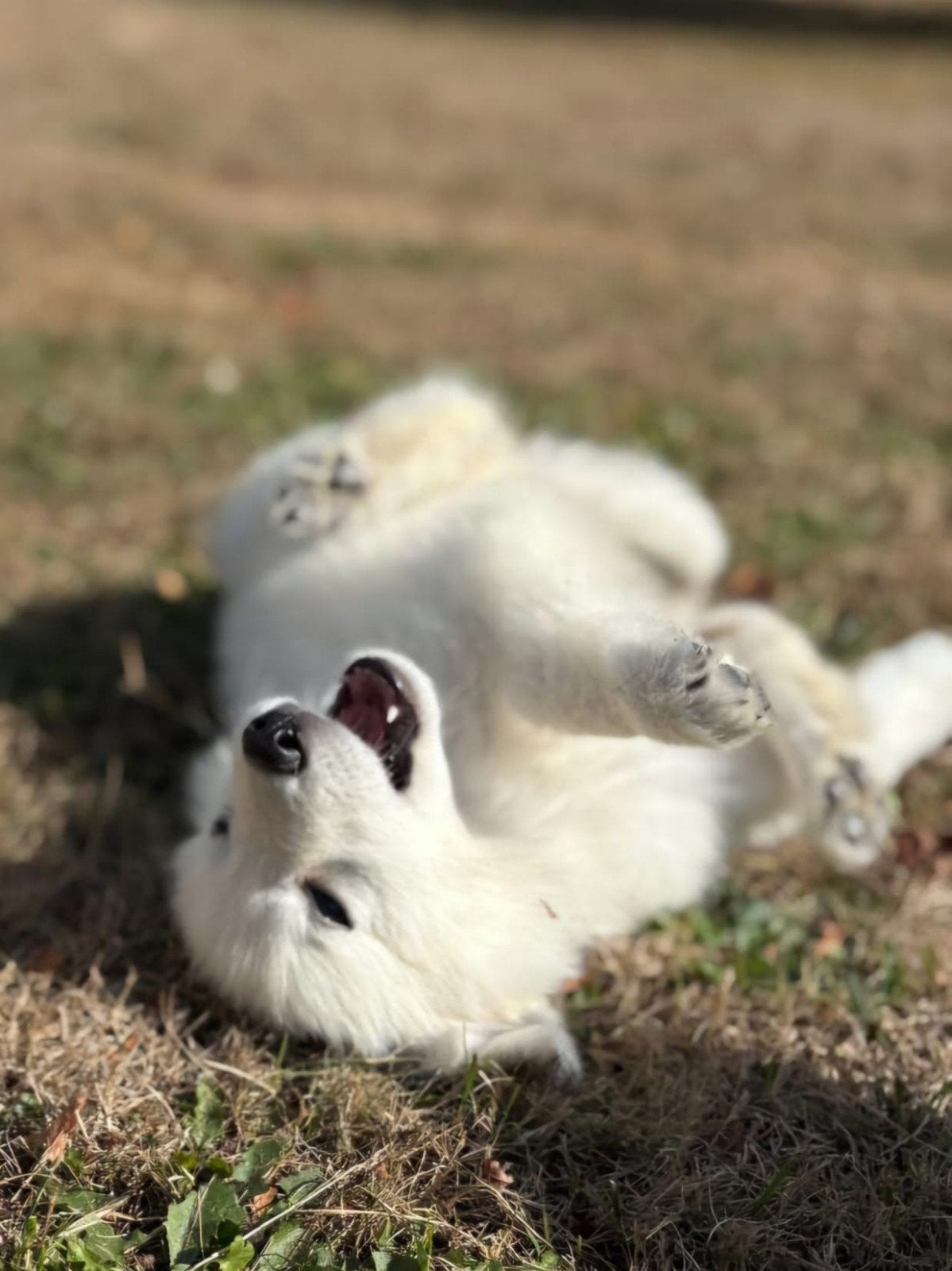 Zwitserse witte herder pups, 8 tot 15 weken, Teef, Parvo, Meerdere