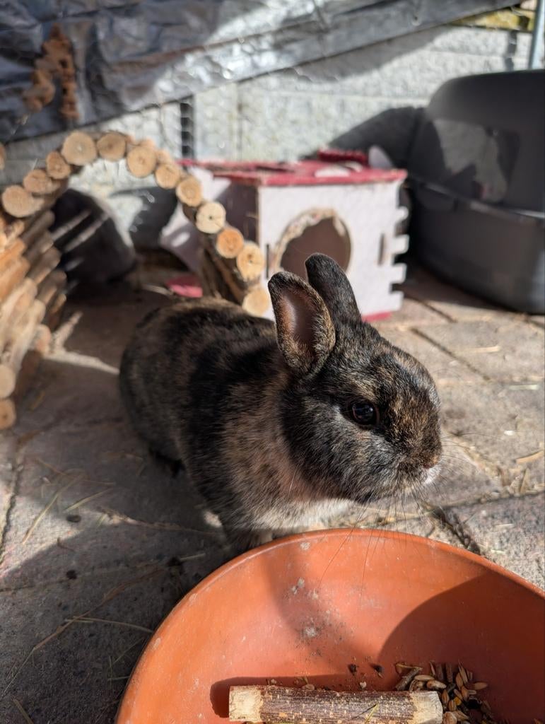 Konijnen met hok en toebehoren, Ophalen, 110 cm of meer, Zo goed als nieuw, 90 cm of meer