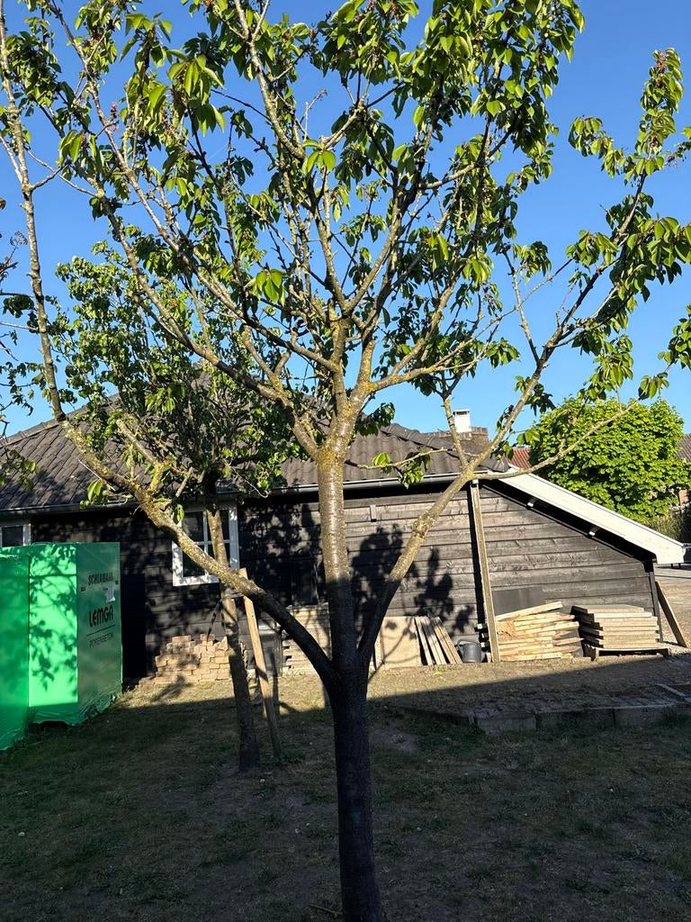 Kersenboom - Prunus avium, Overige soorten, Lente, 250 tot 400 cm, Ophalen